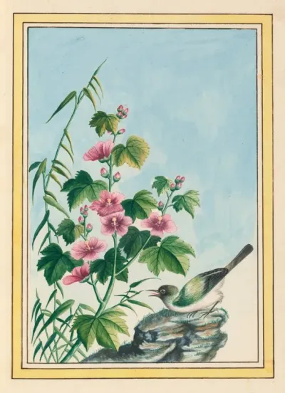 Plantes De Chine Pl 019