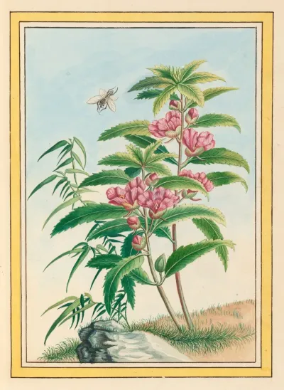 Plantes De Chine Pl 020