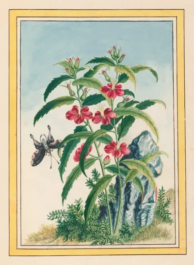 Plantes De Chine Pl 021