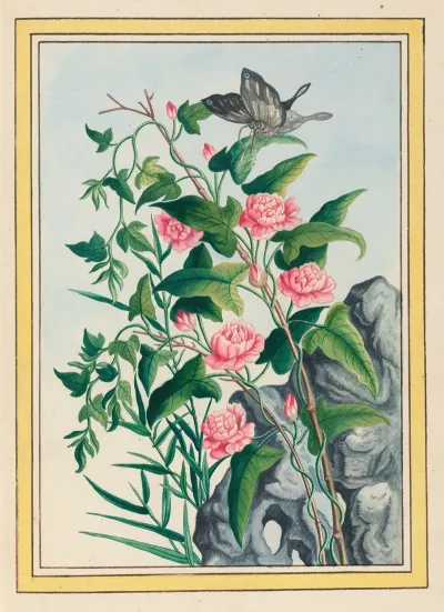 Plantes De Chine Pl 022