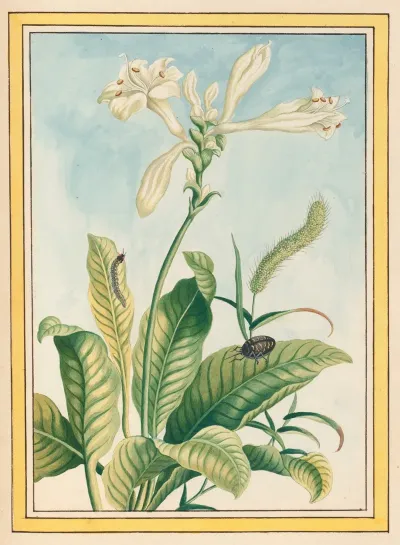Plantes De Chine Pl 037