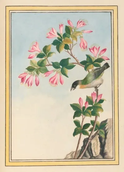 Plantes De Chine Pl 042