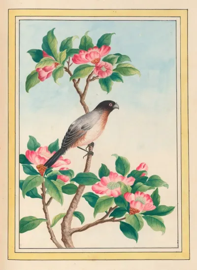 Plantes De Chine Pl 046