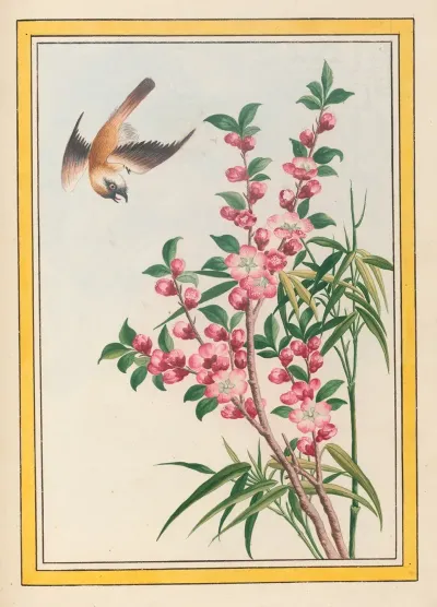 Plantes De Chine Pl 049