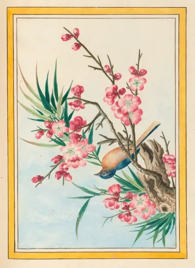 Plantes De Chine Pl 051