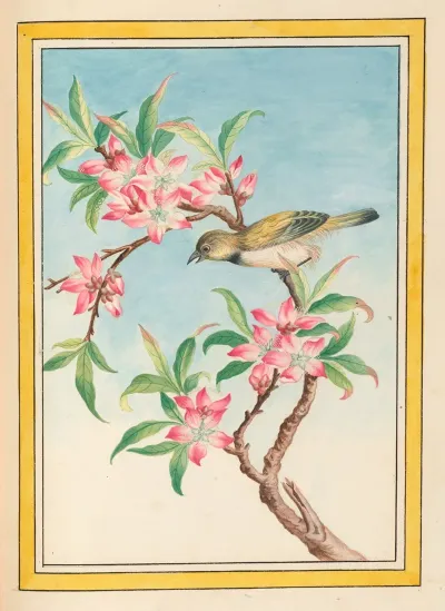 Plantes De Chine Pl 052
