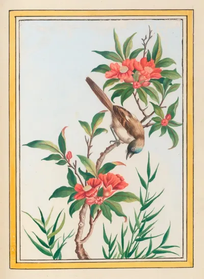 Plantes De Chine Pl 056