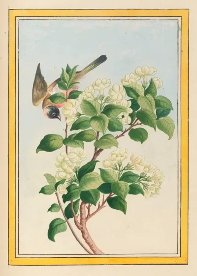 Plantes De Chine Pl 059