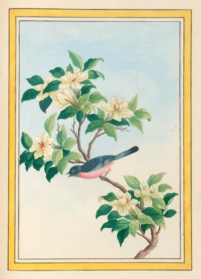 Plantes De Chine Pl 064
