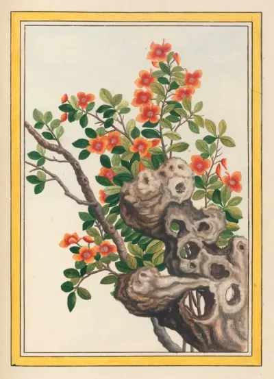 Plantes De Chine Pl 066