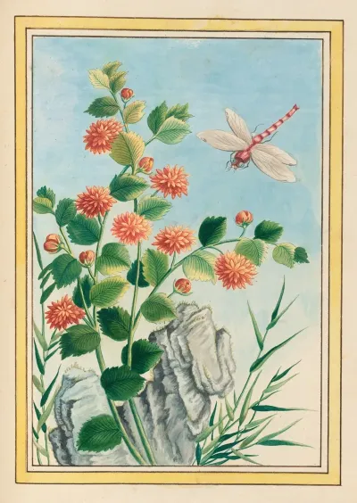Plantes De Chine Pl 073