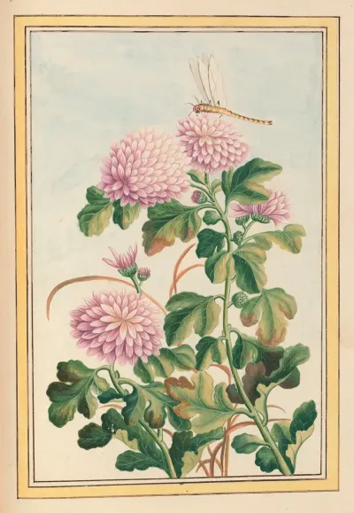 Plantes De Chine Pl 074