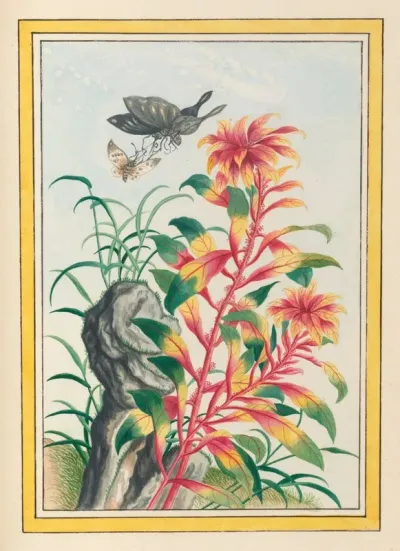 Plantes De Chine Pl 076