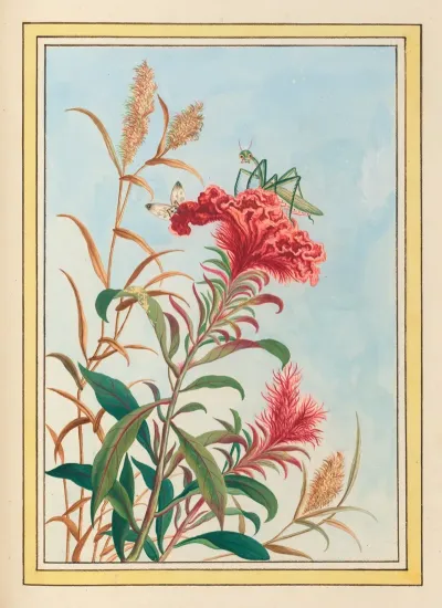 Plantes De Chine Pl 077