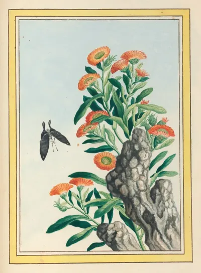 Plantes De Chine Pl 078