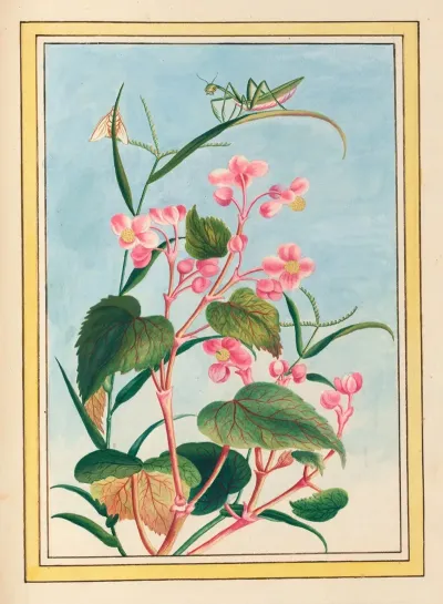 Plantes De Chine Pl 080