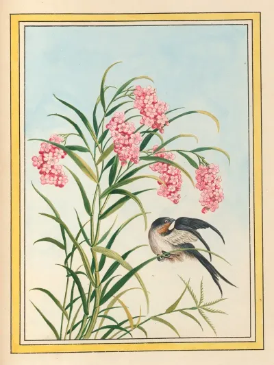 Plantes De Chine Pl 081