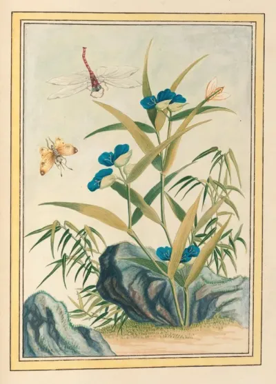 Plantes De Chine Pl 083