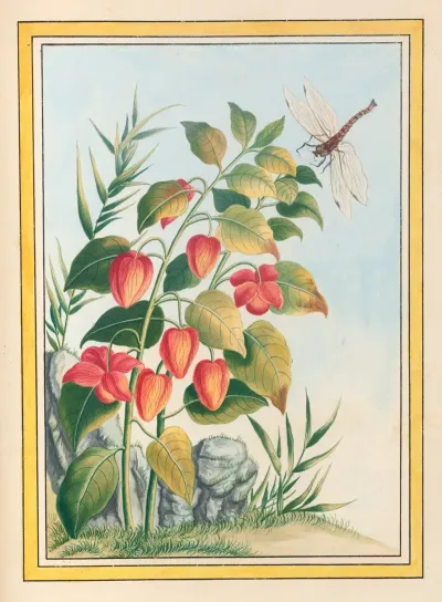 Plantes De Chine Pl 084