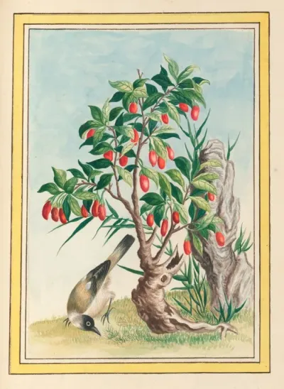 Plantes De Chine Pl 087
