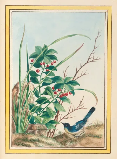 Plantes De Chine Pl 088