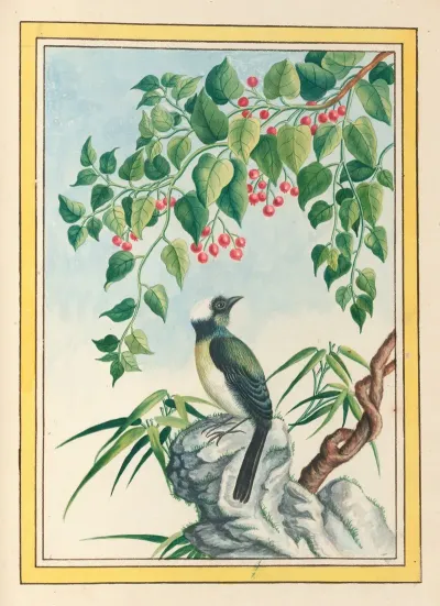 Plantes De Chine Pl 090