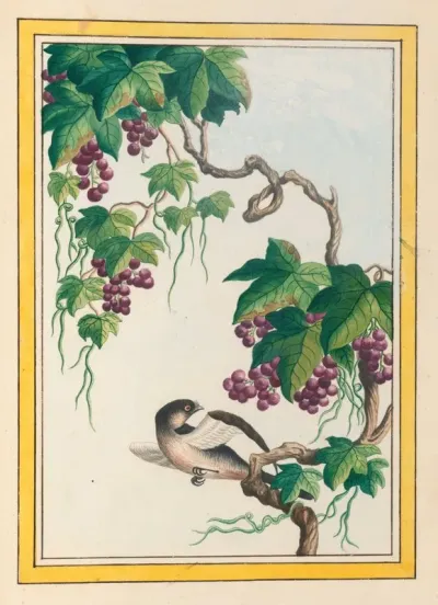 Plantes De Chine Pl 091