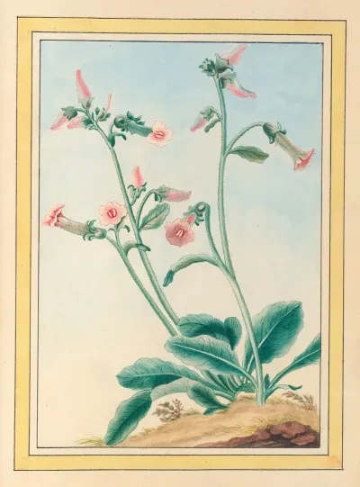 Plantes De Chine Pl 100