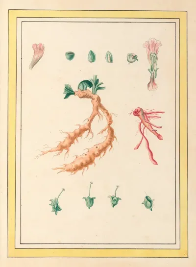 Plantes De Chine Pl 101