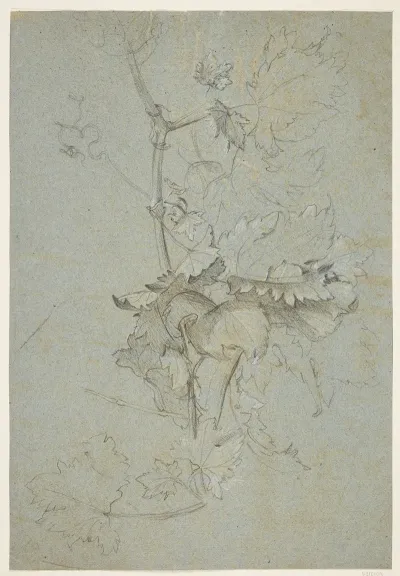 Plantestudie