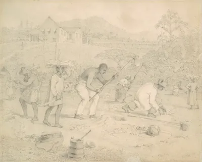 Planting The Sugar Cane Trinidad