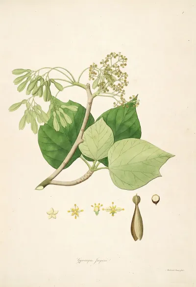 Plants Of The Coast Of Coromandel Pl 001
