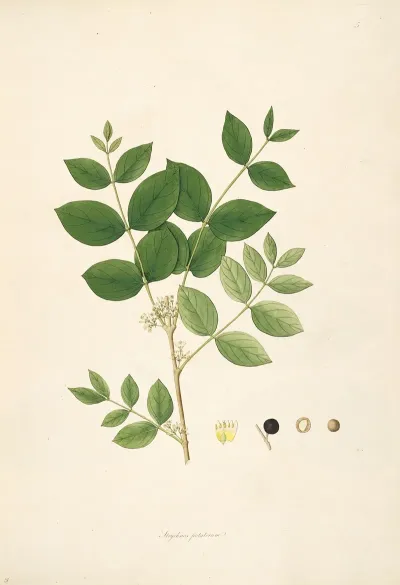 Plants Of The Coast Of Coromandel Pl 005