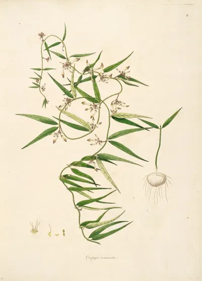 Plants Of The Coast Of Coromandel Pl 008