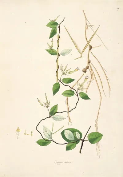 Plants Of The Coast Of Coromandel Pl 009