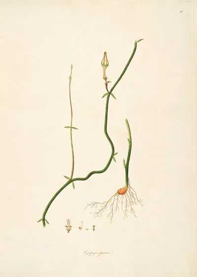 Plants Of The Coast Of Coromandel Pl 010