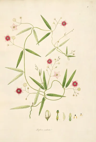 Plants Of The Coast Of Coromandel Pl 011