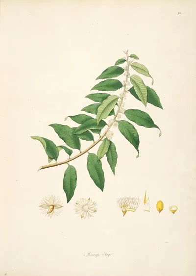 Plants Of The Coast Of Coromandel Pl 014