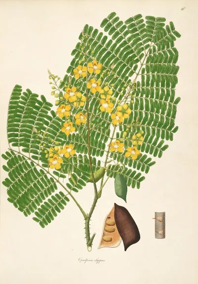 Plants Of The Coast Of Coromandel Pl 016