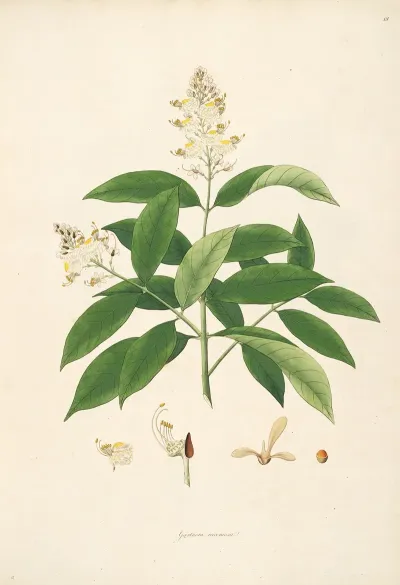 Plants Of The Coast Of Coromandel Pl 018