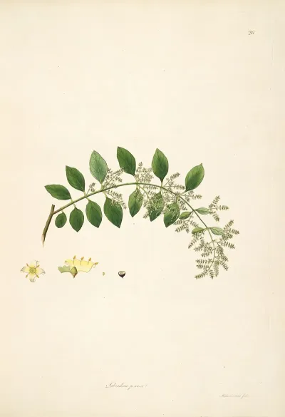 Plants Of The Coast Of Coromandel Pl 026