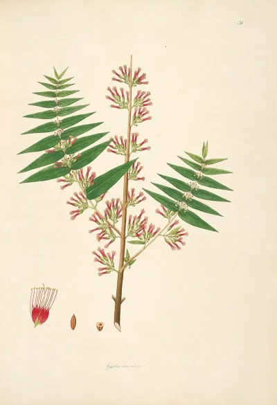 Plants Of The Coast Of Coromandel Pl 031