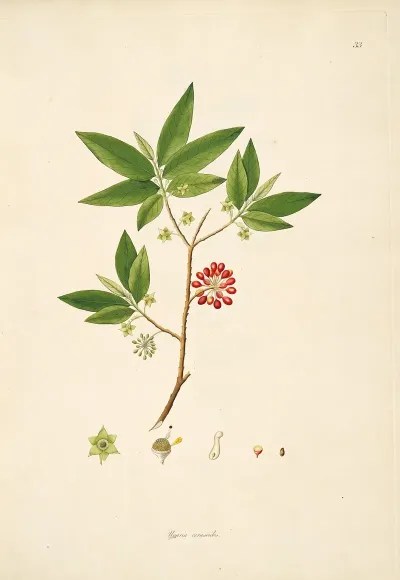 Plants Of The Coast Of Coromandel Pl 033