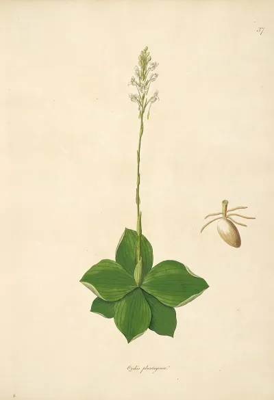 Plants Of The Coast Of Coromandel Pl 037