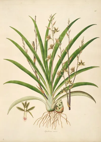 Plants Of The Coast Of Coromandel Pl 038