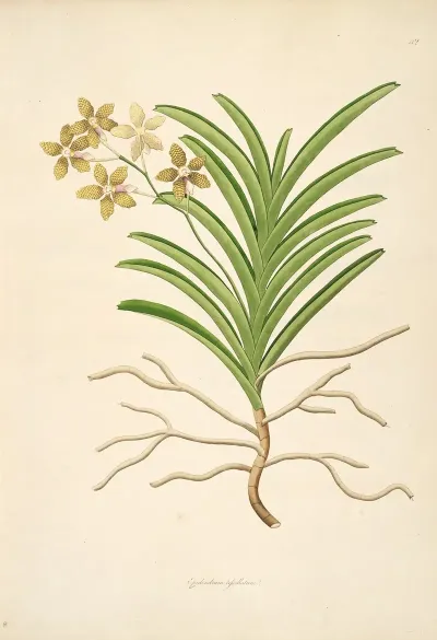 Plants Of The Coast Of Coromandel Pl 042