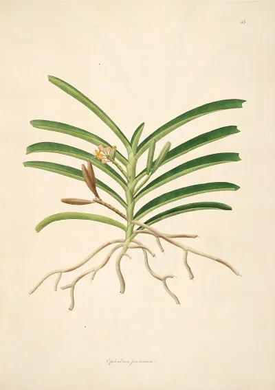 Plants Of The Coast Of Coromandel Pl 043