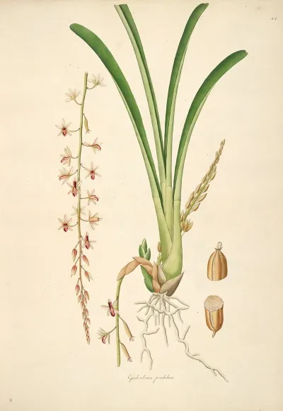 Plants Of The Coast Of Coromandel Pl 044