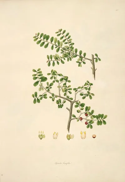 Plants Of The Coast Of Coromandel Pl 045