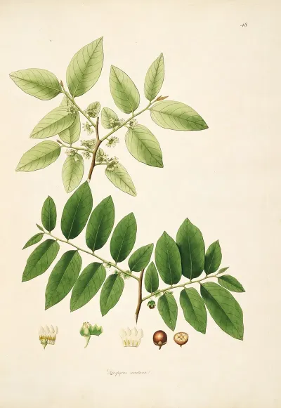 Plants Of The Coast Of Coromandel Pl 048